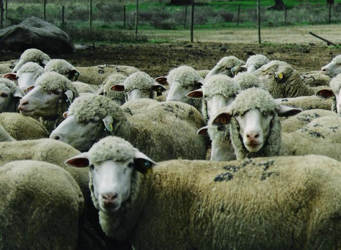 Raças autóctones - ovinos Outras merinas alentejanas: Merina preta (9.970 Animais / 48 Criadores) Merina branca 9.750 Animais / 23 Criadores Fêmeas: 45-60 kg; Machos: 75-90 kg.