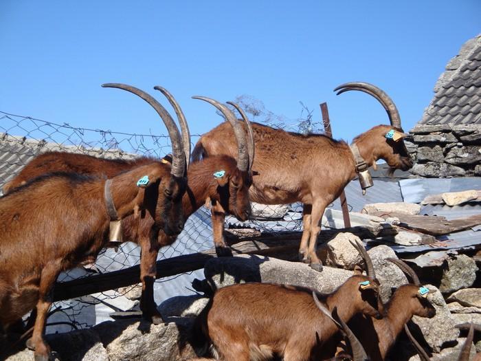 600 Animais / 96 Criadores Macho - 35 a 50 kg; Fêmea - 25 a 40 kg.