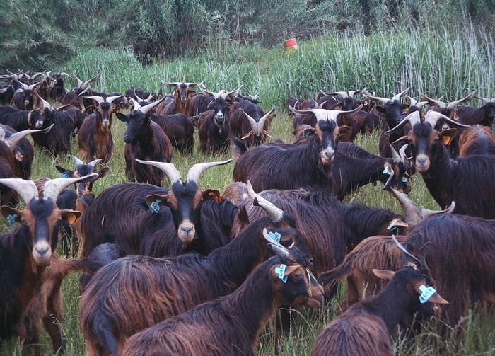 Taxa de Fecundidade: 150-160 % Taxa de Prolificidade: 170-180 % Taxa de Fertilidade: 90-95 %