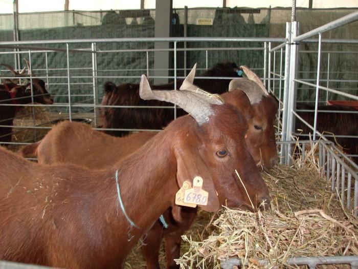 Raças autóctones - caprinos Charnequeira Ecótipos: Beiroa Alentejana ou Machuna 4.750 Animais /64 Criadores Machos - 55 a 60 kg; Fêmeas - 45 a 50 kg.