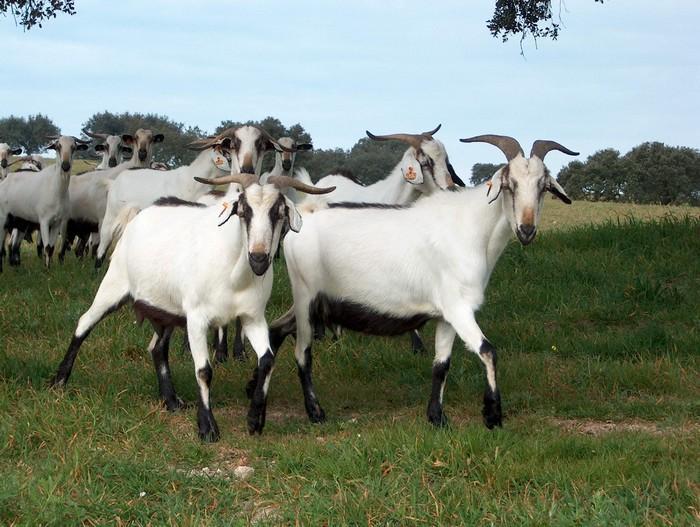 Raças autóctones - caprinos Raça Serpentina 4.