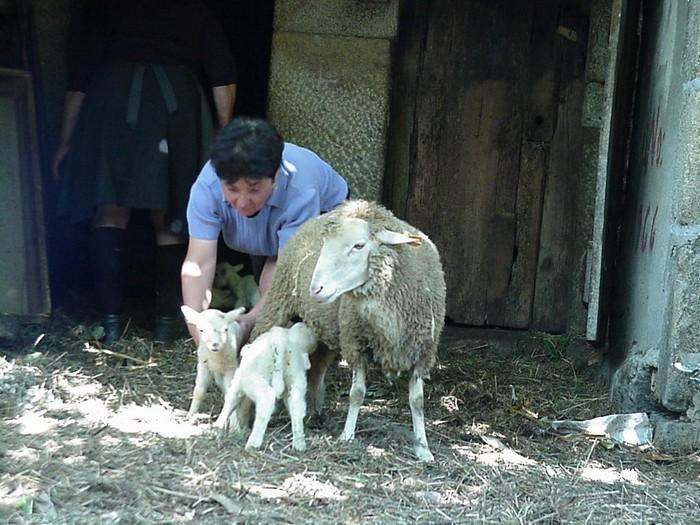 Raças autóctones - ovinos Bordaleira de Entre Douro e Minho 5.965 Animais / 225 Criadores Fêmea: 30 a 40 kg; Machos 45 a 50 kg. Peso ao Nascimento: 3.1 +/- 0.