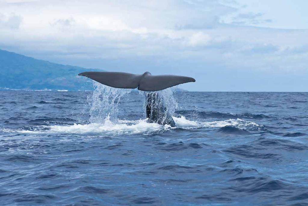 3 Um dos melhores locais para observação de Cetáceos Cerca de 25 espécies residentes