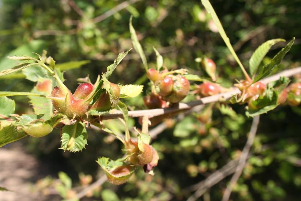 como parasitoides de D.