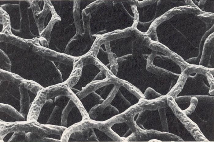 Capilares = densa rede de vasos extremamente