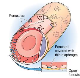 renais D: diafragma - mucosa intestinal