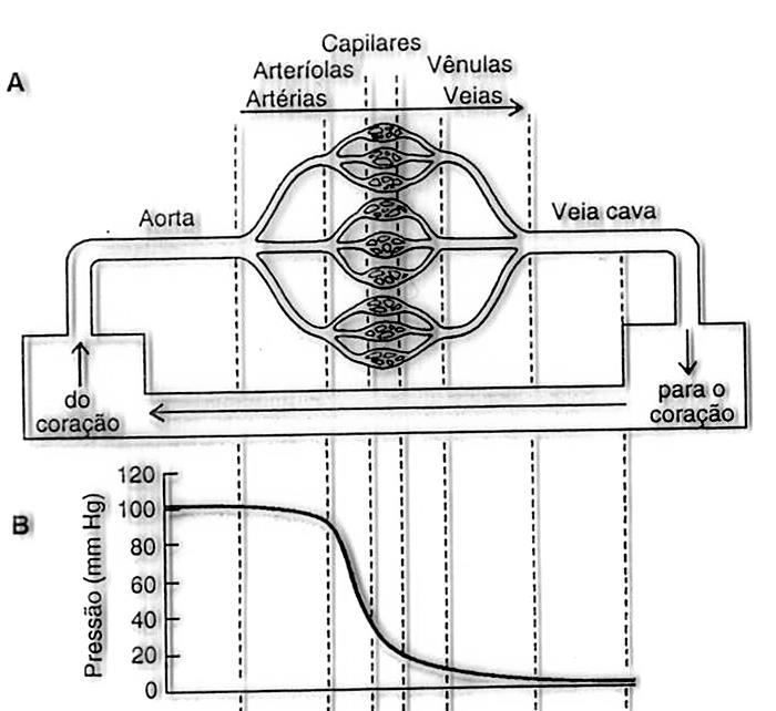 Tipos de transporte endotelial 3. Ultrafiltração (Filtração/ Reabsorção) = subst.