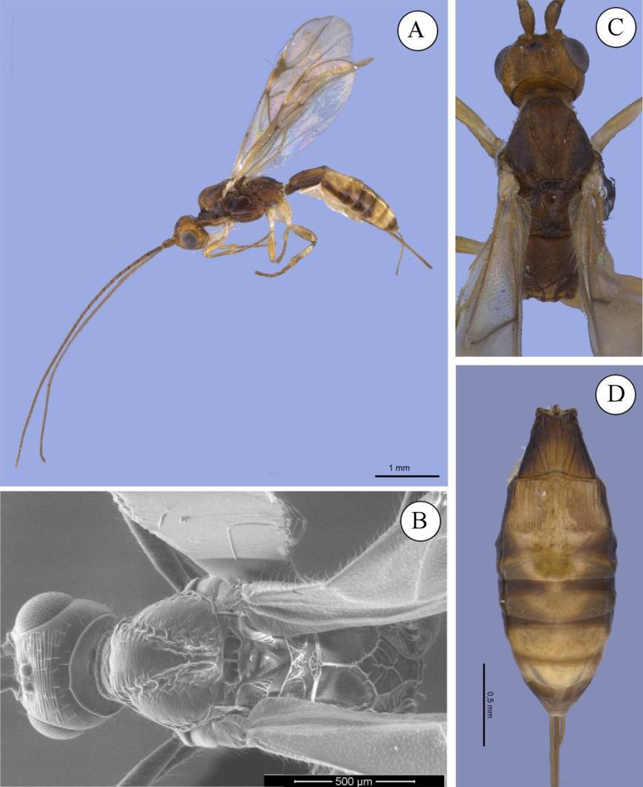 . Figura 60. Heterospilus sp. n. 45, holótipo. Heterospilus sp. n. 46 (Figura 62) Fêmea. Comprimento do corpo: 3,0 mm.