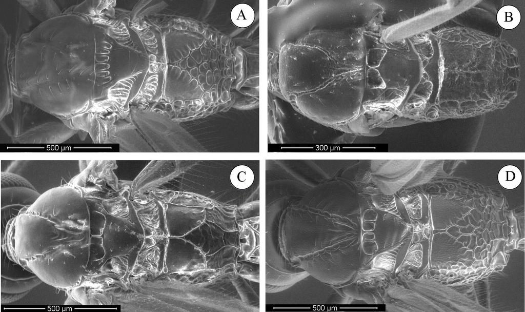 Figura 10. Variações na escultura superficial do mesossoma em vista dorsal em Heterospilus spp.