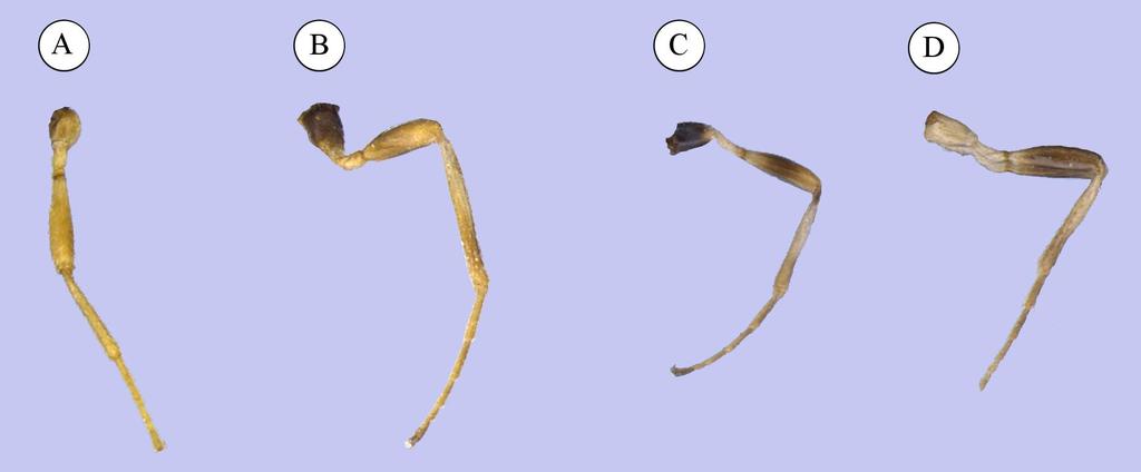 Figura 11. Variação na coloração das pernas das espécies de Heterospilus spp. A, Perna totalmente amarela. B, Perna bicolor amarela com coxa marrom.