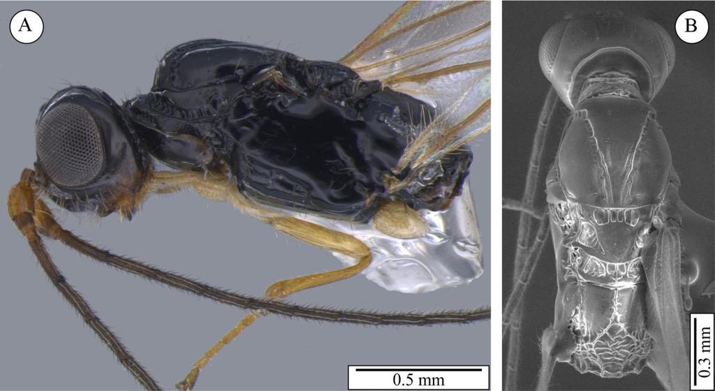 Figura 20. Heterospilus sp. n. 5, holótipo. Heterospilus sp. n. 6 (Figura 22) Fêmea. Comprimento do corpo: 1.7 mm.