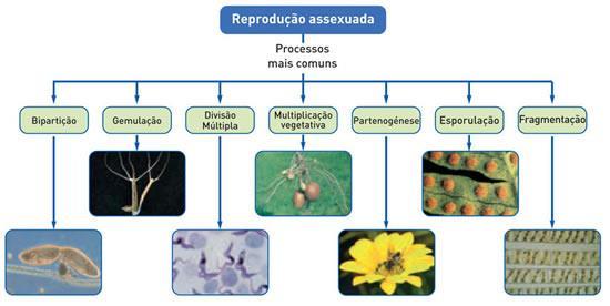 2 Reprodução assexuada: diversidade de processos INTRODUÇÃO A reprodução assexuada é um tipo de reprodução que não envolve células sexuais masculinas e femininas, sendo os descendentes originados a