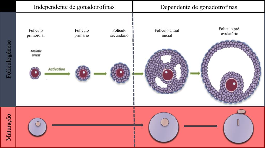 20 Figura 1 Sincronia entre os processos de foliculogênese (acima) e de maturação do oócito (abaixo). Adaptado de SÁNCHEZ F et al., 2012. 4.