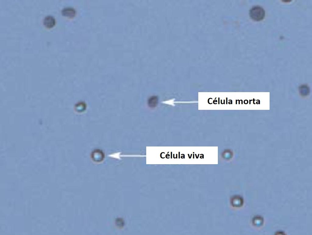 66 et al., 2001; TRAN S, 2011). Assim, o azul de Tripan é considerado um corante de vitalidade, uma vez que é capaz de identificar células injuriadas (TRAN S, 2011).