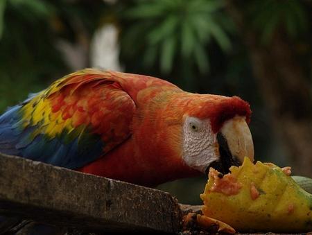 Bioma Floresta Atlântica A principal formação vegetal