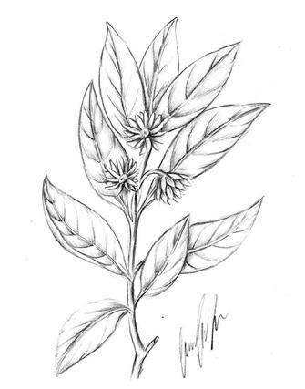 ANIS ESTRELADO O nome científico Illicium verum Hook. f. corresponde à planta conhecida popularmente por anis estrelado, da família Schisandraceae.