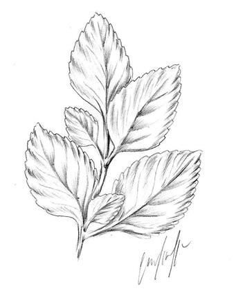 BOLDO O boldo é conhecido cientificamente por Plectranthus barbatus Andrews, da família Lamiaceae, sendo uma planta medicinal muito utilizada para o tratamento dos males do fígado e de problemas da