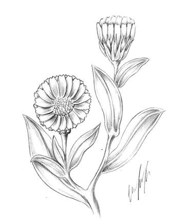 CALÊNDULA Calendula officinalis L. é o nome científico da planta conhecida popularmente como calêndula, da família Asteraceae.