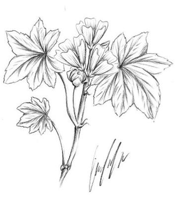 MALVA Malva parviflora L. é o nome científico da malva, da família Malvaceae.