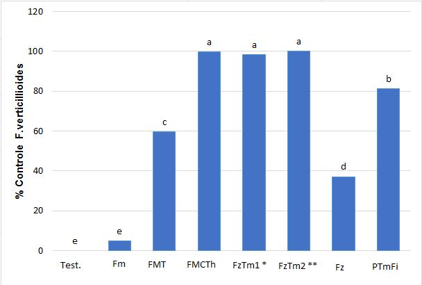 Figura 1 - Incidência (%) de Fusarium verticillioides em sementes de milho avaliadas aos 10 dias in vitro.