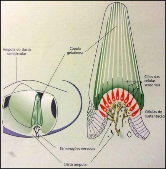 membranosas - crista ampolar -