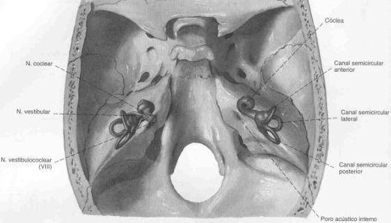 FISIOLOGIA DOS CANAIS