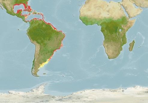 liza Fonte: Fishbase Figura 2: Mapa de distribuição da espécie M. Liza.