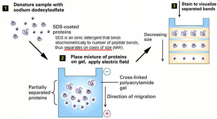 ELETROFORESE EM GEL DE PLOACRILAMIDA(SDS- PAGE) SDS-PAGE