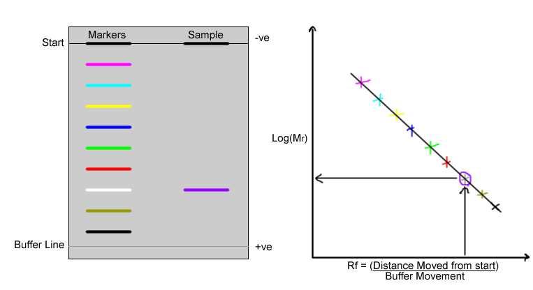 MIGRAÇÃO RELATIVA (R F ) & PESO MOLECULAR (M) R f = migração da