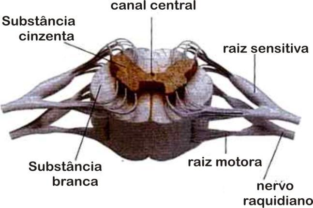 As fibras (axônios e dendritos) dos neurônios que saem e chegam ao córtex cerebral estão localizados mais internamente, e constituem a substância branca do cérebro, em função da existência de mielina