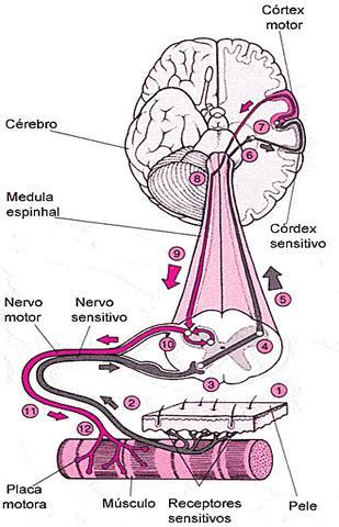 Nervos são feixes de fibras nervosas envoltos por uma capa de tecido conjuntivo. Nos nervos, há vasos sanguíneos responsáveis pela nutrição das fibras nervosas.