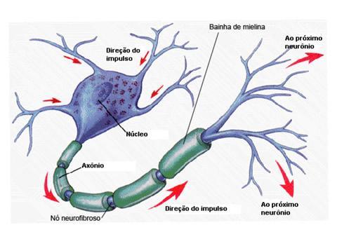 Lei do tudo ou nada A estimulação de um neurônio segue a lei do tudo ou nada.