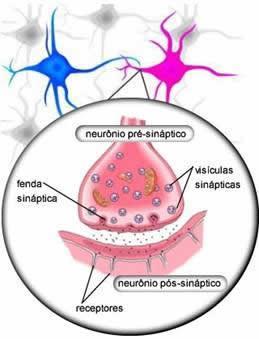 neurotransmissores mais conhecidos no sistema nervoso dos