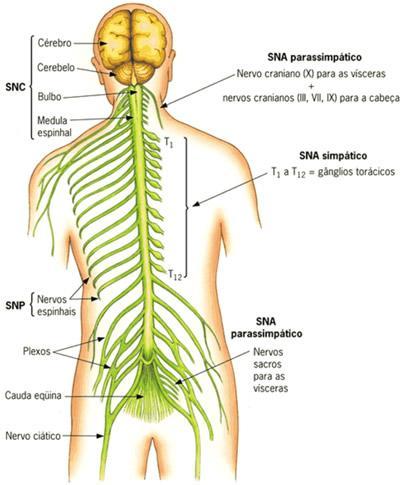 como cérebro ), o diencéfalo, o cerebelo e o bulbo.