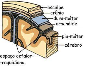 Entre as membranas aracnóides e pia-máter há um espaço preenchido pelo líquido cerebrospinal (oulíquido cefaloraquidiano), que também circunda nas cavidades internas do encéfalo e da medula.