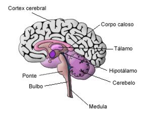 Principais órgãos do sistema nervoso central Bulbo O bulbo (ou medula ablonga) é o órgão que está em contato direto com a medula espinhal, é via de passagem de nervos para os órgãos localizados mais