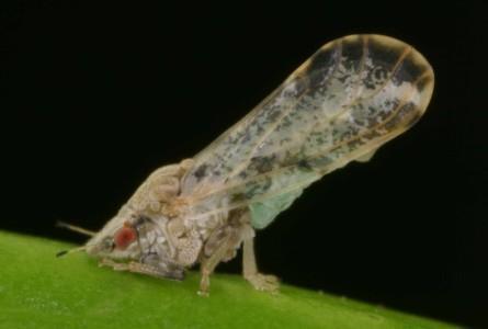 Salivas em insetos hemípteros Saliva gelatinosa -