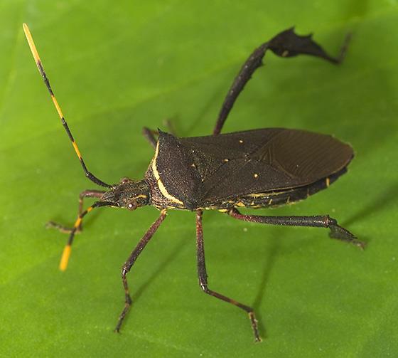 Salivas em insetos hemípteros Saliva aquosa - Rica em enzimas digestivas e oxidativas: para a digestão de componentes celulares e evitar compostos de defesa da planta