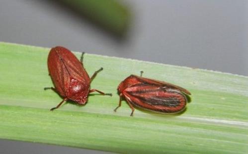 Quem são os artrópodes toxicogênicos?