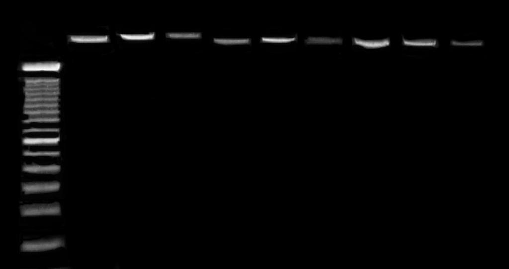 Colunas 1 e 2 padrão lambda 300 e 600ng; colunas 3 a 5 - protocolo CTAB; colunas 6 a 8 - protocolo