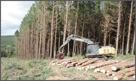 Derrubada de Árvores: A colheita florestal é realizada com o equipamento harvester, que também realiza o processamento e desgalhamento das toras, deixando- -as empilhadas no interior dos talhões,