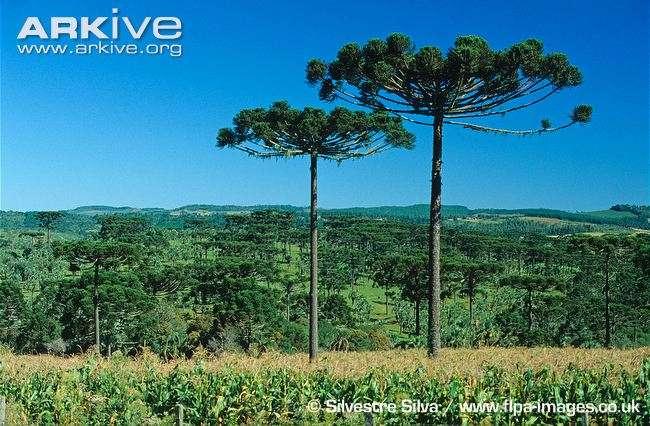 2.2. RESÍDUOS ARAUCARIA ANGUSTIFOLIA Falha do pinhão: A pinha tem quatro