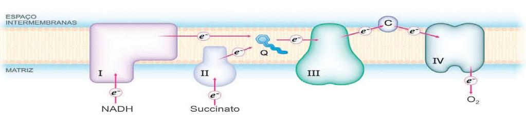 Respiração celular A oxidação das coenzimas reduzidas processa-se na membrana interna da mitocôndria aonde se localizam os componentes da cadeia de transporte de elétrons.