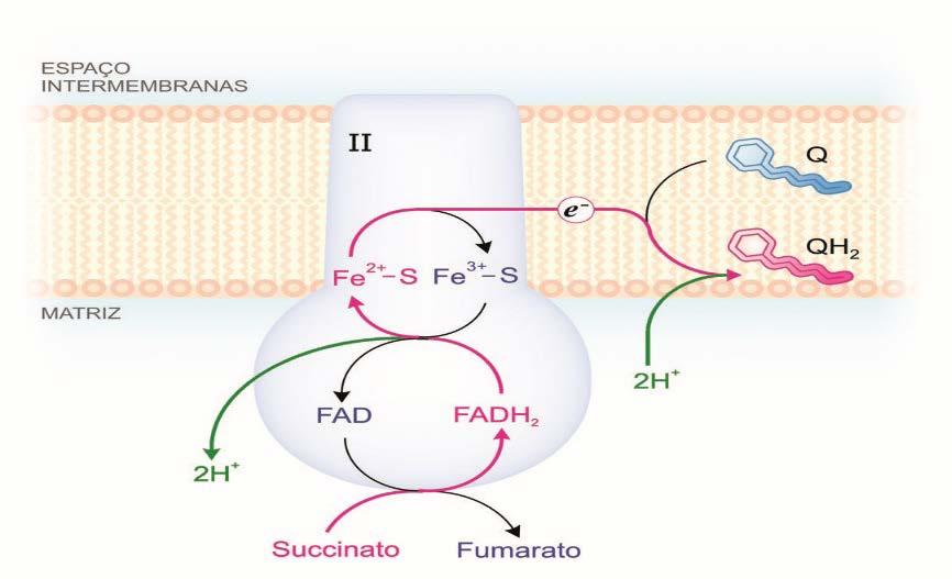Succinato desidrogenase Complexo II Succinato-ubiquinona óxido-redutase Complexo II Acopla a