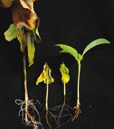 1. Doenças causadas por fungos 1.1 Doenças que ocorrem na sementeira 1.1.1 Tombamento ou mela Pythium aphanidermatum, P. ultimum, Phytophthora parasitica, Fusarium sp. e Rhizoctonia sp.