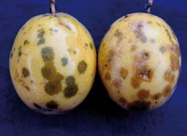 necrosada (A); sintomas de antracnose em ramo (B); frutificação de Colletotrichum em ramos secos
