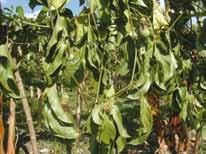 As folhas murchas geralmente permanecem fixas nas plantas por