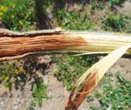 descoloridos por Fusarium (F); sintoma reflexo da fusariose