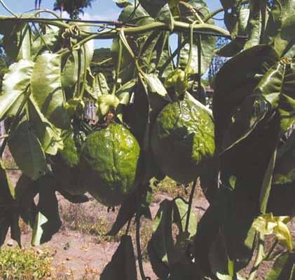 2.2 Murcha Bacteriana Ralstonia solanacearum Sintomas Após a penetração, a bactéria coloniza os tecidos da planta causando entupimento dos vasos de condução da seiva, impedindo o fluxo de água e dos