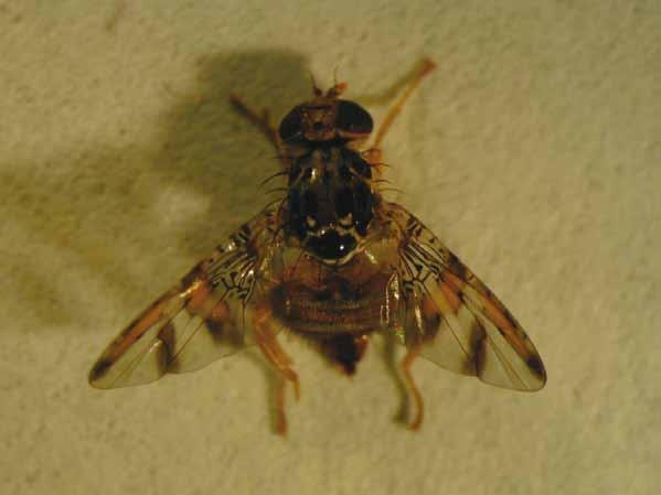 Mosca-do-Mediterrâneo Ceratitis capitata Adultos da mosca-do-mediterrâneo C.